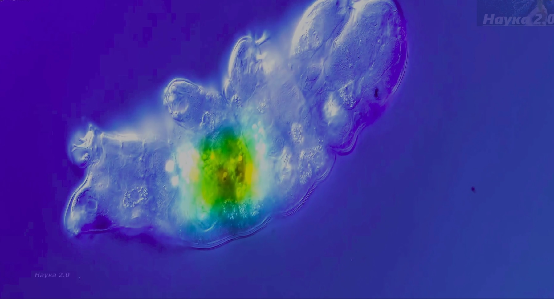 Красавица тихоходка ✌️