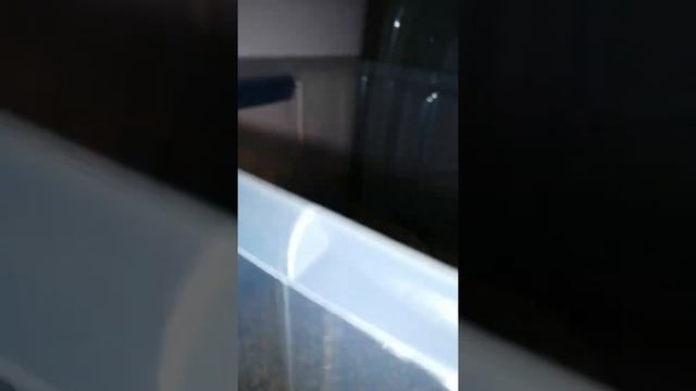 Африканский карликовый ёжик, ночная прогулка. смотреть онлайн