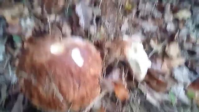 Грибы запоздалые... Белый гриб смотреть онлайн