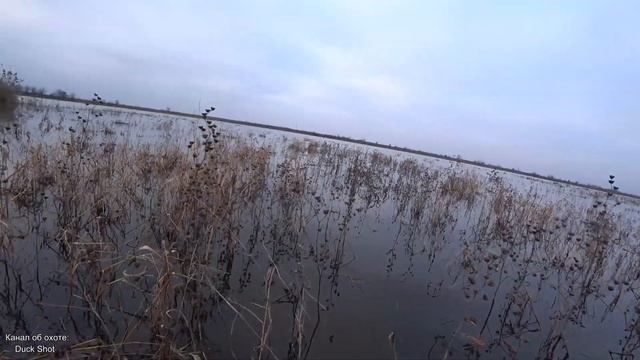 Охота на утку 2019! Много перелётной утки! Пошла перелётная! смотреть онлайн