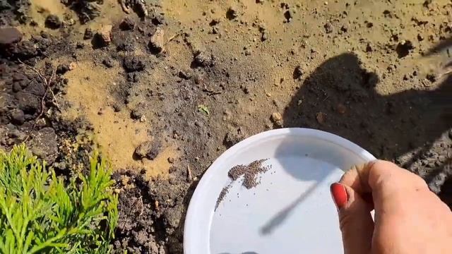 СЕЕМ ОБРИЕТУ В ОТКРЫТЫЙ ГРУНТ. САМЫЙ ЛЁГКИЙ СПОСОБ ВЫРАЩИВАНИЯ.