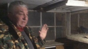 Бакинские голуби чапы\ новый выводок\ обзор в деталях\ #голуби#голубеводство#pigeon#tauben