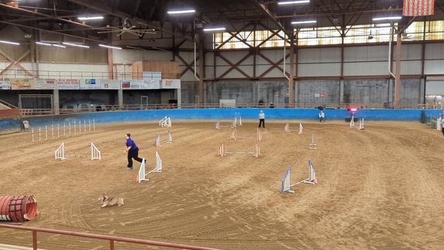 Lilas the Agility Corgi becomes MACH Lilas - Apr 2022 смотреть онлайн