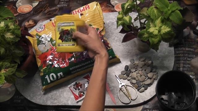 Колеус черенкование и посадка смотреть онлайн