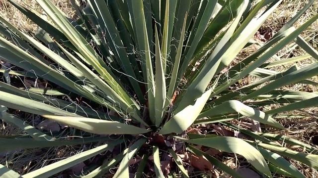 Let's talk about Yucca... ID, usage, benefits.... (Yucca filamentosa) смотреть онлайн