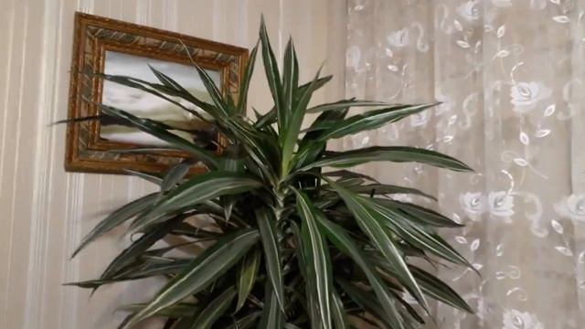 #комнатныерастения / Комнатные цветы. Богатырская драцена деременская ( лат. draceane deremensis) смотреть онлайн