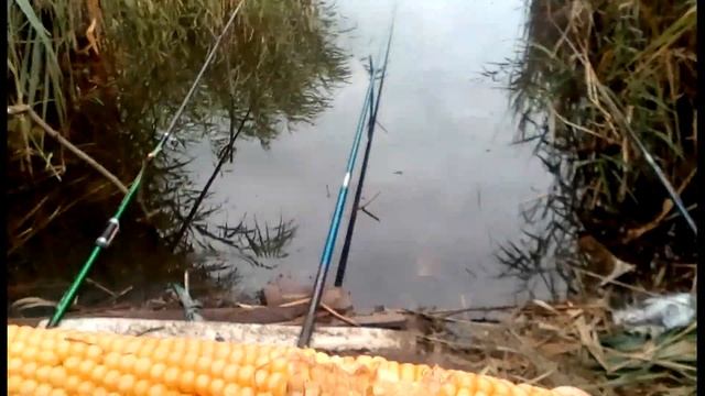 КАРАСЬ НА ЧЕРВЯ или КАК ПОЙМАТЬ РЫБУ В ПРОХЛАДНУЮ ПОГОДУ! смотреть онлайн