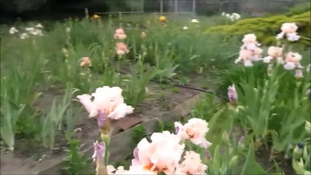 Ирис бородатый Селебрейшин Сонг. Почему убрали из коллекции? смотреть онлайн