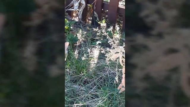 Жизнь Животных #3 смотреть онлайн