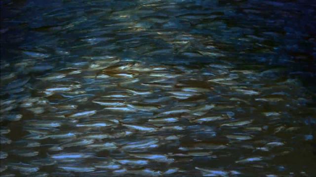 The Living Sea 1080 смотреть онлайн