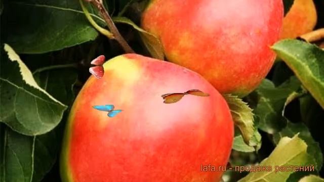 Яблоня средний Лигол (yablonya-ligol) ? средний яблоня Лигол обзор: как сажать, саженцы яблони Лиго смотреть онлайн