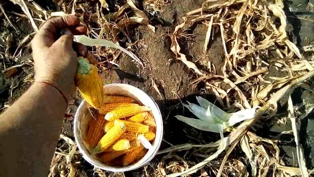 СБОР ПОЧАТОК НА КУКУРУЗНОМ ПОЛЕ. ,,РОССЕЮШКА МОЯ,, смотреть онлайн