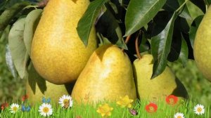 Груша плодовая Скороспелка из Мичуринска ? Обзор: посадка и уход. крупномеры: описание и особенност