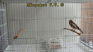 Пение гибрида щегла и канарейки