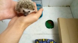 Чем кормить маленьких ежат каким кормом что едят африканские ежи детеныши