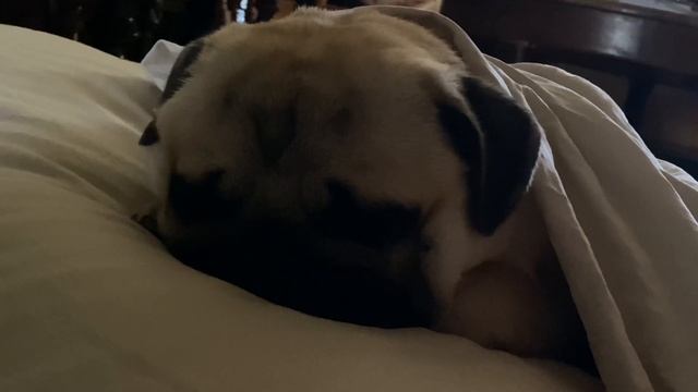 Маленький ребёнок , спит , без задних ног . Мопс ГуфФи . Pug Goofy . смотреть онлайн