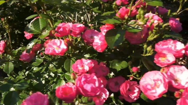 Обзор сада Что сейчас цветёт Садовый архив от 27 июня 2022 смотреть онлайн