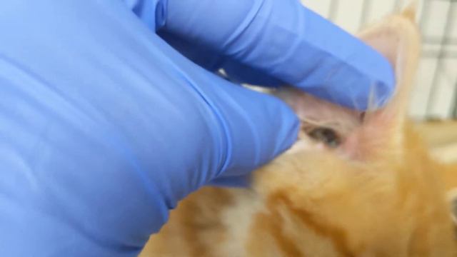 Rescued Kittens With Ears COMPLETELY FULL Of Ticks!