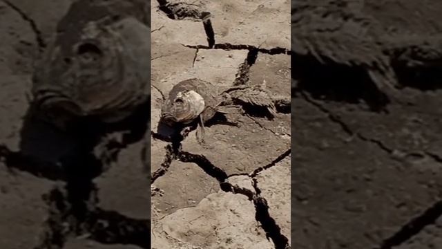 Как происходило Пермское вымирание #shorts #динозавры #эпоха_динозавров #пермское #вымирание #факты смотреть онлайн