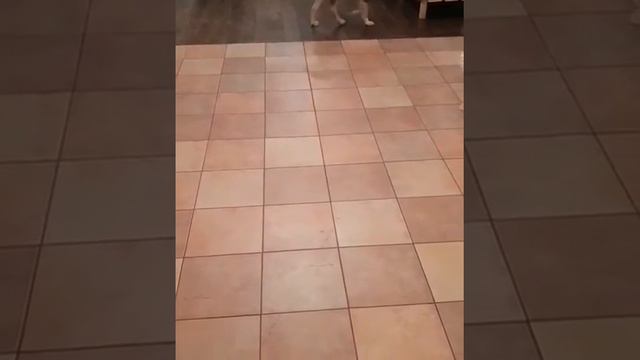Бордер-колли смотреть онлайн