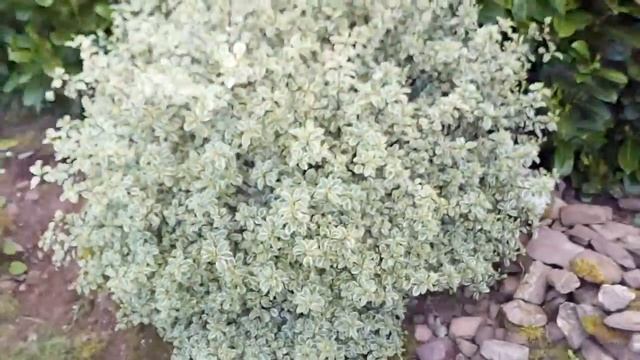 Pittosporum silver queen смотреть онлайн