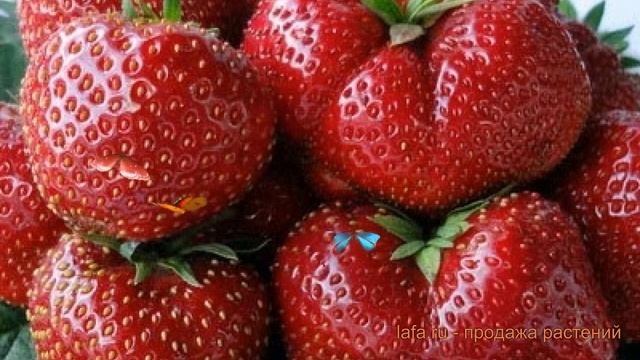 Земляника садовая Викода (fragaria ananassa vikoda) ? обзор: как сажать, рассада земляники Викода смотреть онлайн