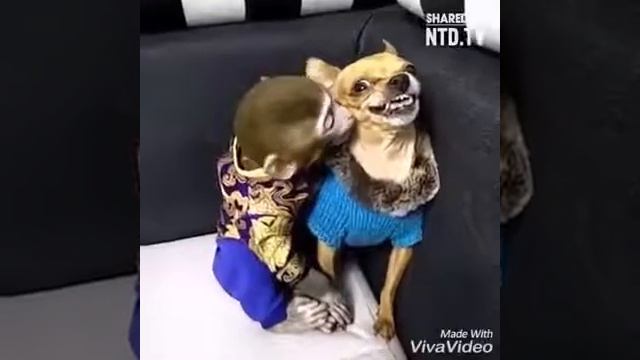 Funny videos..... смотреть онлайн