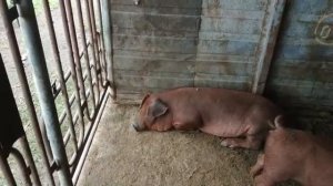 Выращивание свиней. Вес поросят Дюрок в 3 месяца!Поросята растут.