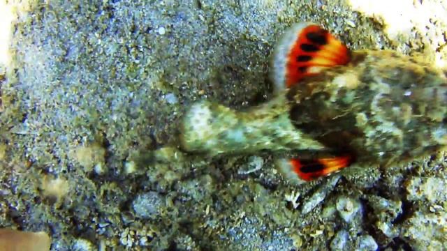 Poisson Scorpion  Scorpaenopsis Sp  à Trou D'eau