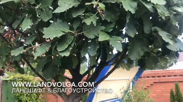 Рябина Ария. Рябина круглолистная. Ландволга. Ландшафт на Волге. Формирование штамба рябины смотреть онлайн