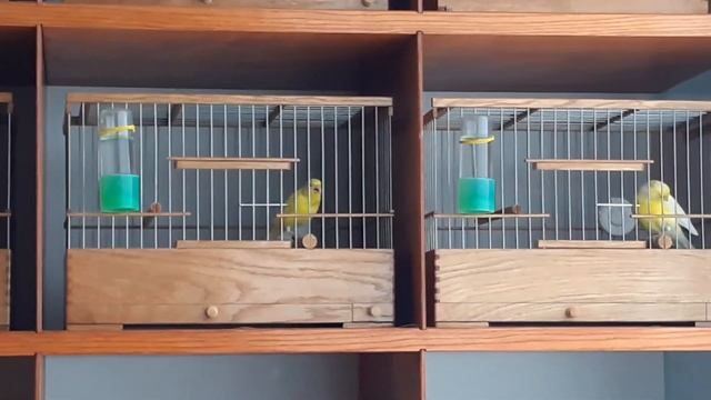 Разведение , содержание и обучение молодых кенаров овсяночного напева смотреть онлайн