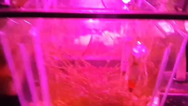 Морской аквариум своими руками серия 4 смотреть онлайн
