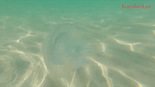 Коса Беляус. Крым. Живем в палатке на пляже, боремся с насекомыми. смотреть онлайн