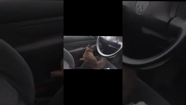 День черного кота.А вы верите в приметы... смотреть онлайн