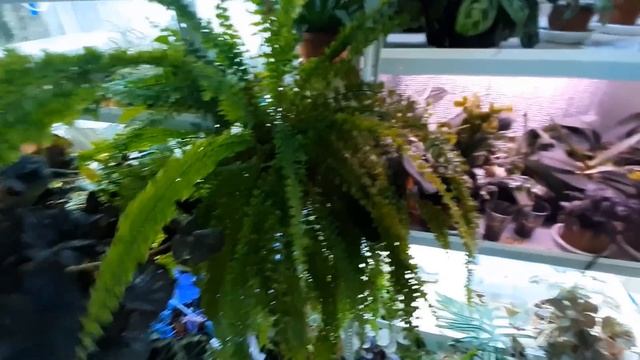 Папоротники моей коллекции смотреть онлайн