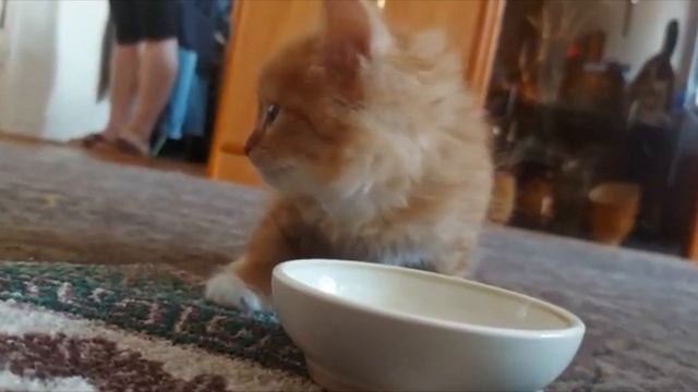 Монгохто✈ Котёнок Рыжик? смотреть онлайн