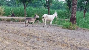 Supper murrah Donkey mating and horse mating first time  successful mating