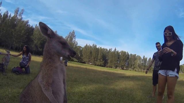 Очарованный Странник #9 Мое знакомство с Кенгуру, Австралия // Кругосветное путешествие смотреть онлайн