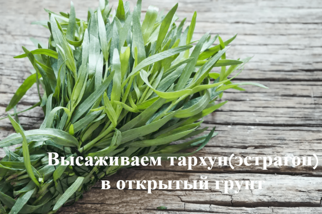 Высаживаем рассаду эстрагона(тархун) в открытый грунт.Как сажать тархун(эстрагон). смотреть онлайн