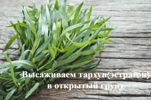 Высаживаем рассаду эстрагона(тархун) в открытый грунт.Как сажать тархун(эстрагон).