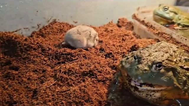 Hungry Frogs Hunt Hamsters - Warning Live Feeding