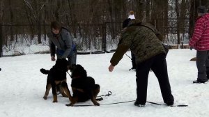 Дрессировка Бурят-Монгольского волкодава.