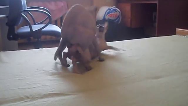 Вязка Сфинксов. Кот амур и Мерси смотреть онлайн