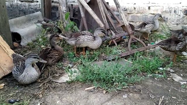 Птенцы диких уток вышли на прогулку . смотреть онлайн