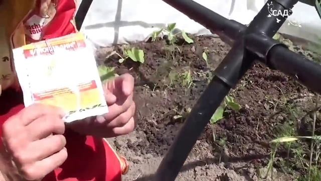 Почему вянут огурцы Глиокладин от корневых гнилей смотреть онлайн