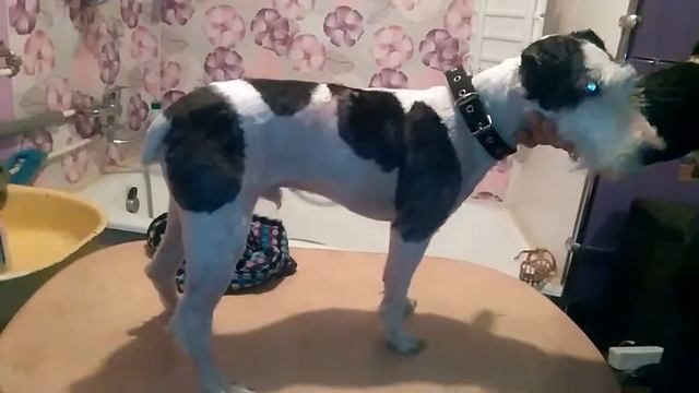 Лаки после стрижки! смотреть онлайн