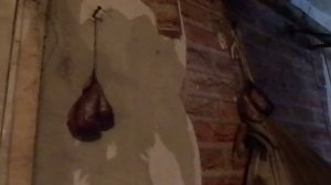 Бобровая струя-сушка мускусной железы