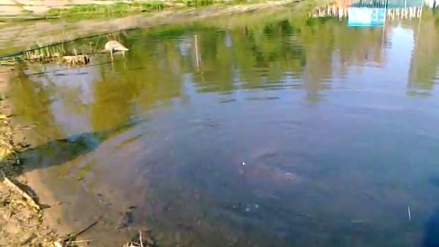 ЗАТО Светлый. рыбалка смотреть онлайн