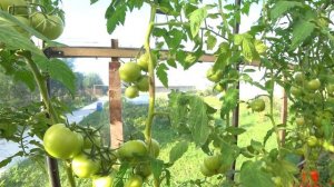 Томат Махитос F1(Mahitos F1)