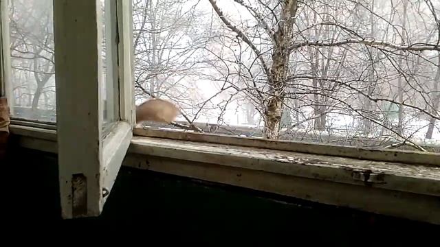 Белочка на балконе смотреть онлайн